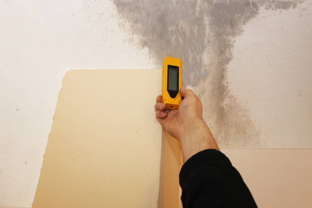 Professional Mold Inspection, Removal & Remediation in Emerson, NJ