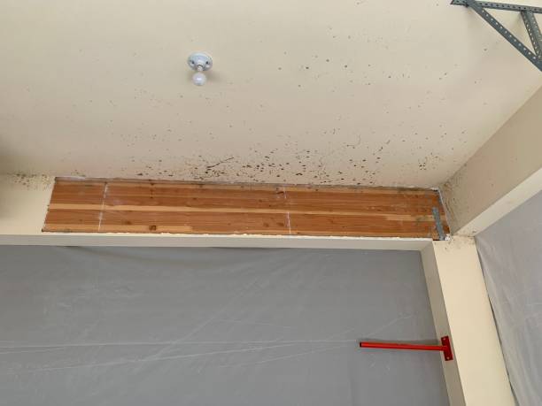 Best Mold Documentation for Insurance Claims  in Emerson, NJ