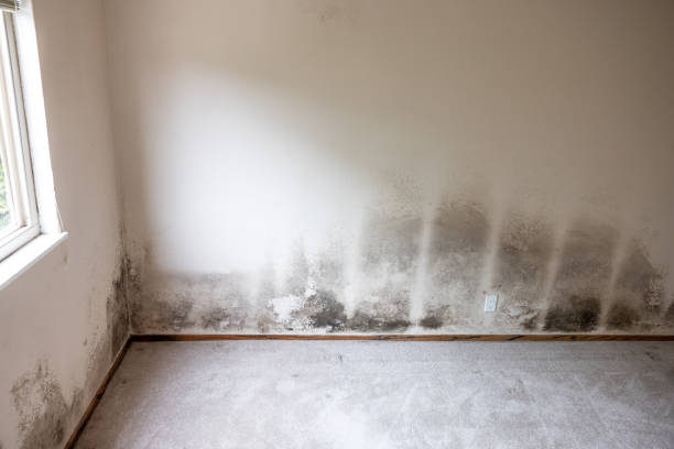 Mold Remediation for Vacation Homes in Emerson, NJ